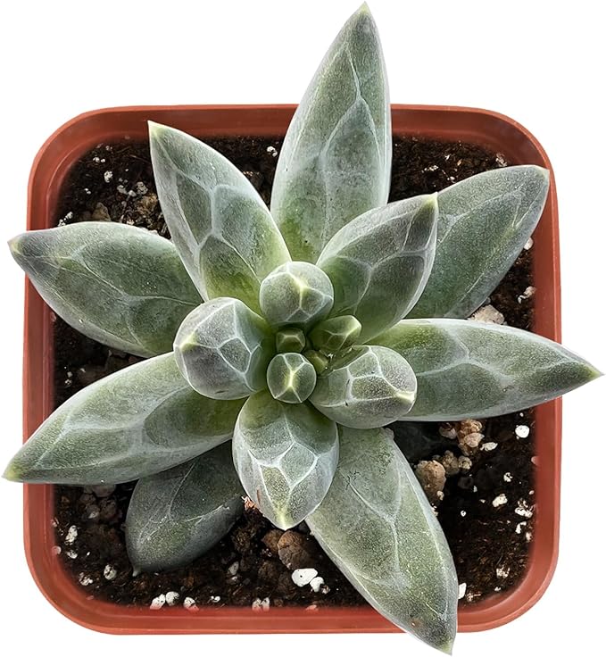 Live Succulent pachyphytum compactum, 2 Inch Fully Rooted Potted Plant, Easy Care & Drought Tolerant, Indoor Houseplant for Home Decor