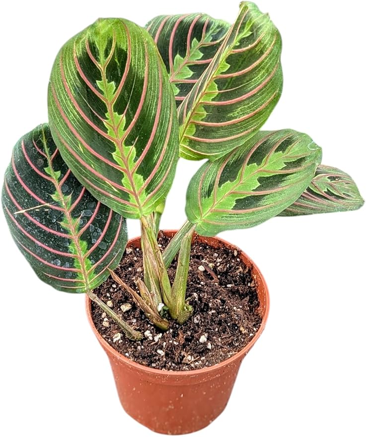 Red Prayer Plant, Live Indoor Houseplant in 4 Inch Pot, Maranta with Colorful Striped Leaves