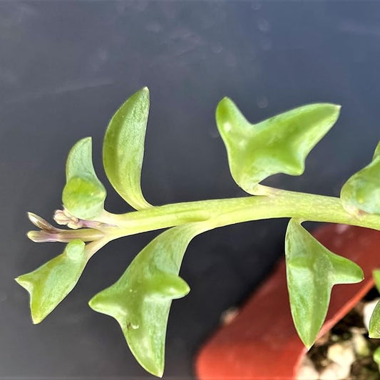 Sprout N Green String of Dolphins, Live Trailing Succulent Fully Rooted in 2" Pot, Home Office Wedding Decoration DIY Projects Party Favor, Easy to Care, Ideal Plant for Hanging, Keep Away from Pets