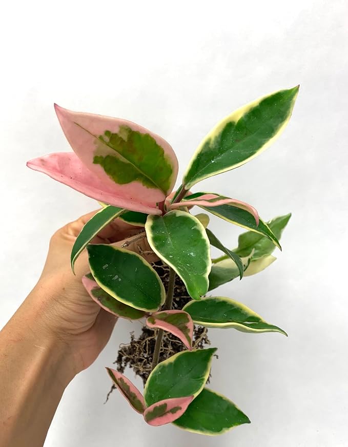 XL Tricolor Hoya Krimson Queen in 6" Hanging Pot, Hoya Carnosa Variegata, Live Tricolor Hoya Plant (XXL 6" Hanging Pot)