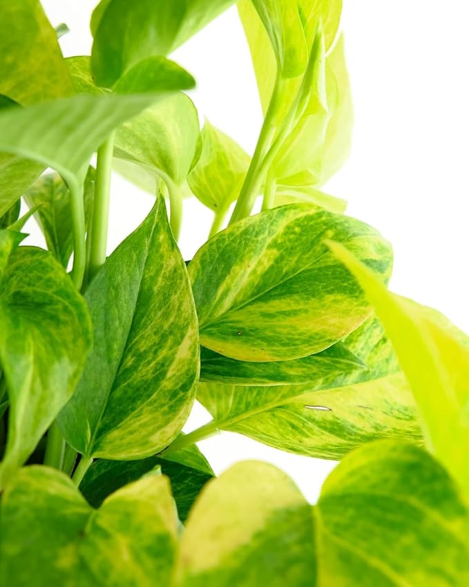 Shop Succulents Rare Pothos Neon Queen, Live Indoor Plant, Low Maintenance Houseplant with Vibrant Neon Green and White Variegated Leaves, Home Decor, Office Plant, 6 Inch Nursery Pot