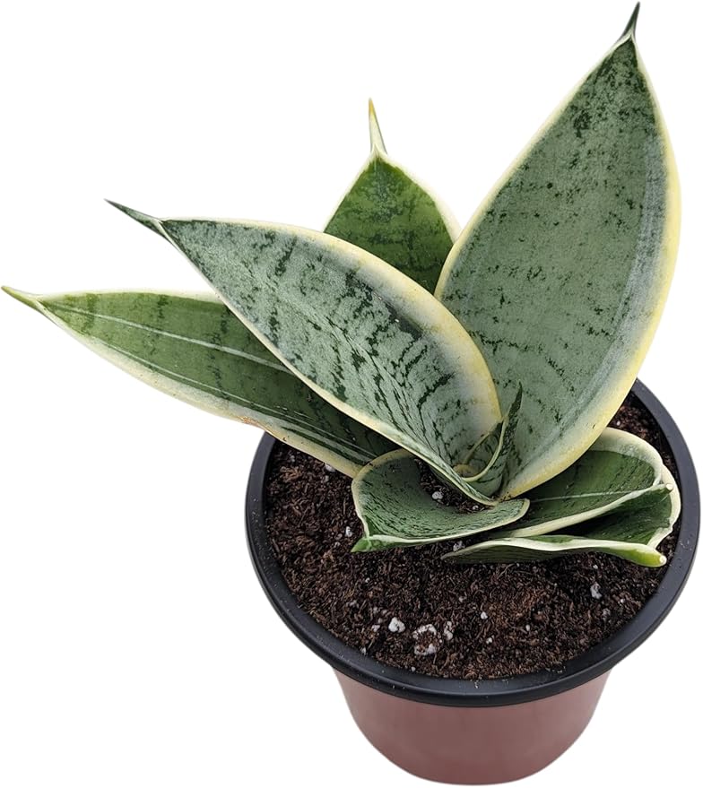 Starlight Snake Plant, 4 Inch Live Indoor Houseplant in Pot, Natural Home Decor, Easy Care Sansevieria