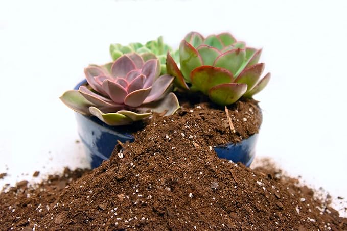 All Natural Succulent and Cactus Soil Mix by Perfect Plants | Made in the USA | 4 Quarts for All Succulent Varieties | Formulated for Proper Drainage