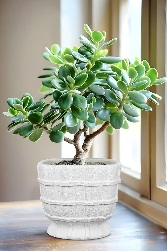 6" White Ceramic Plant Pots with Drainage Hole, Rustic Flower Pots for Indoor Plants, Outdoor Decorative Ceramic Planters Pot Small Plant Pot for for Succulents, Cactus, Herbs, Orchids Planters