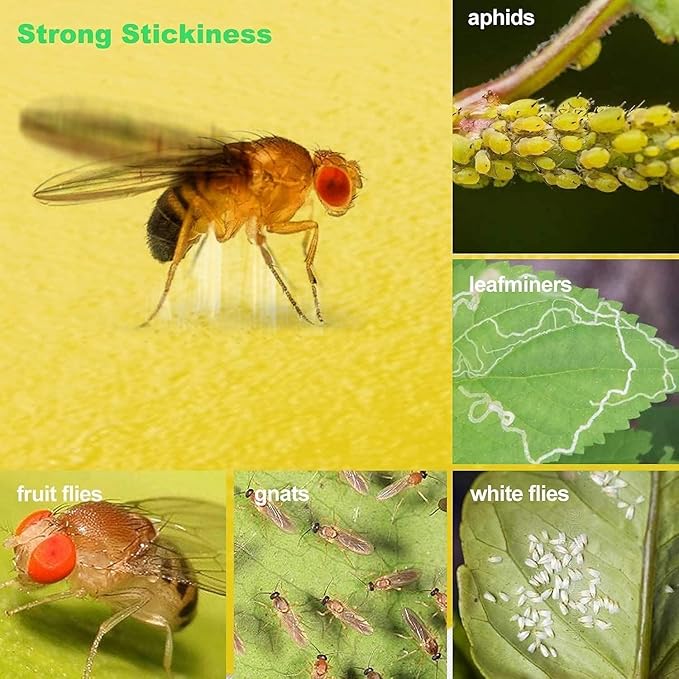 LFSYS 64 Pcs Sticky Traps for gnat, Yellow Sticky Fruit Fly Traps for Indoors Plants, Indoor Safe for Gnat, Fruit Fly, White Fly, Aphid, Leaf Miner