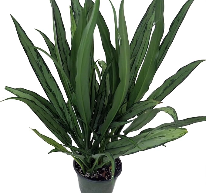Cutlass Chinese Evergreen Plant - Aglaonema - Low Light - 6" Pot