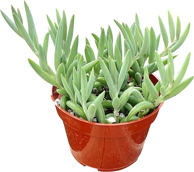 Live Succulent 4" String of Bananas, Succulents Plants Live, Succulent Plants Fully Rooted, Rare House Plant for Home Office Decoration, DIY Projects, Party Favor Gift by The Succulent Cult