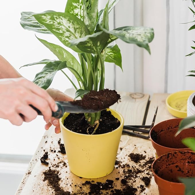 Doter Organic Pothos Soil Mix 2qt, Indoor Plants Potting Mix for All Potted Pothos, Grow Healthy houseplants Indoors