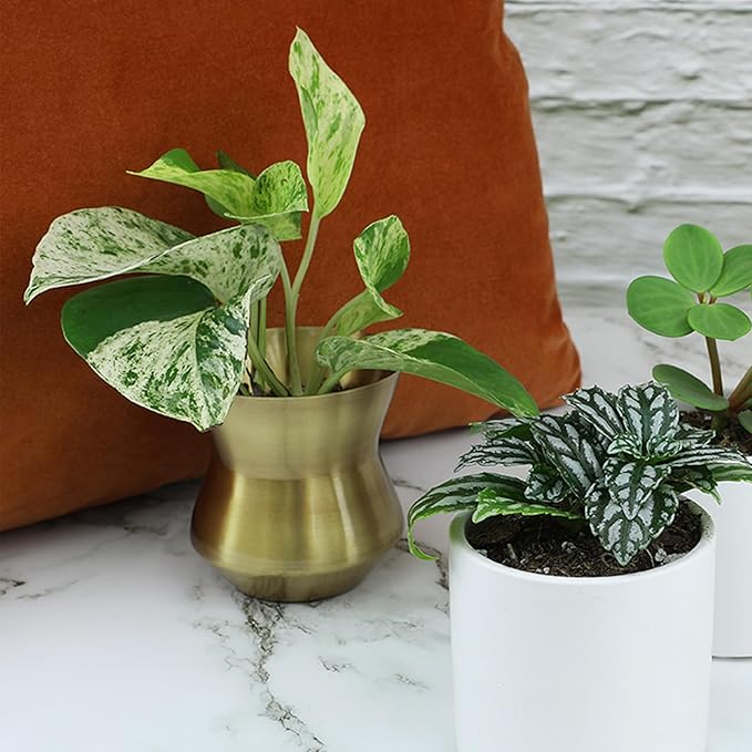 Altman Plants Live Houseplants (6PK), Indoor Plants for Delivery Prime, Live Plants and Gardening Gifts for Plant Lovers, Planters for Indoor Plants with Potting Soil, Live House Plants Indoors Live