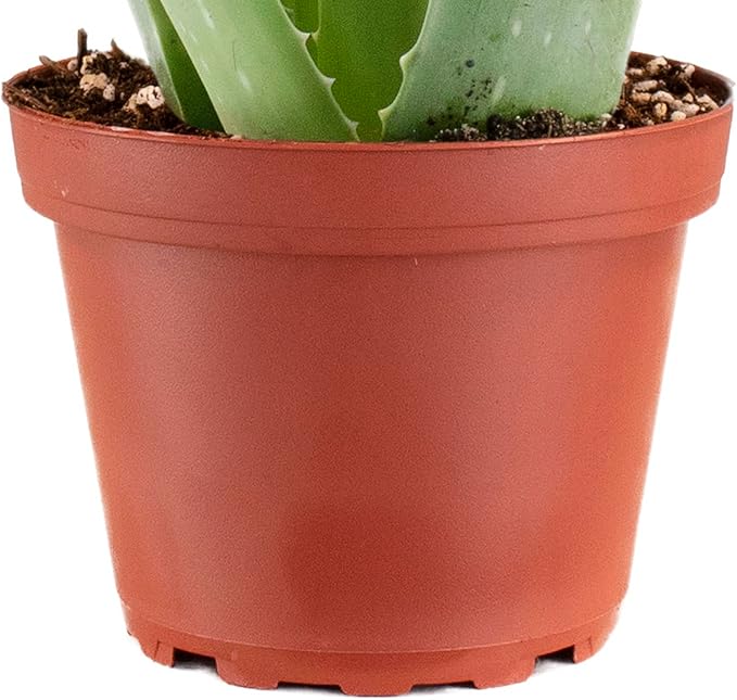 Shop Succulents Aloe Vera Succulent Plant, Hard to Kill Plants, Fully Rooted Live 4" Succulent Plant, Low Maintenance Indoor Plant, Hardy Trailing Succulents, Gift & Garden