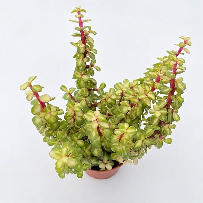Live Succulent Plants Variegated Elephant Bush, Easy Care Potted Succulents in 4" Pots, Indoor Houseplant, Unique Gifts, Home Office Décor