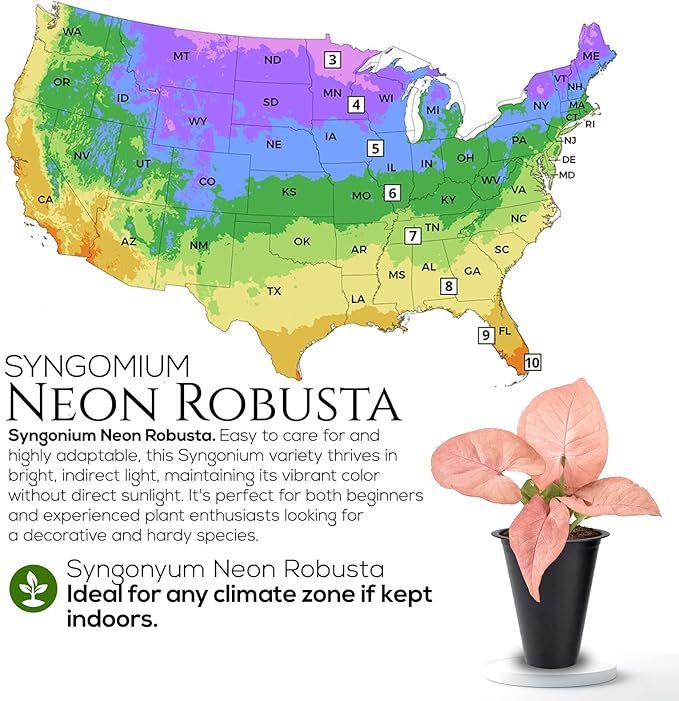 Syngonium Neon Robusta Plant (4 Pack) Live Starter Plants, Pink Arrowhead Vine Houseplants, Easy Care Indoor Tropical Plants Live, Colorful Foliage Plants