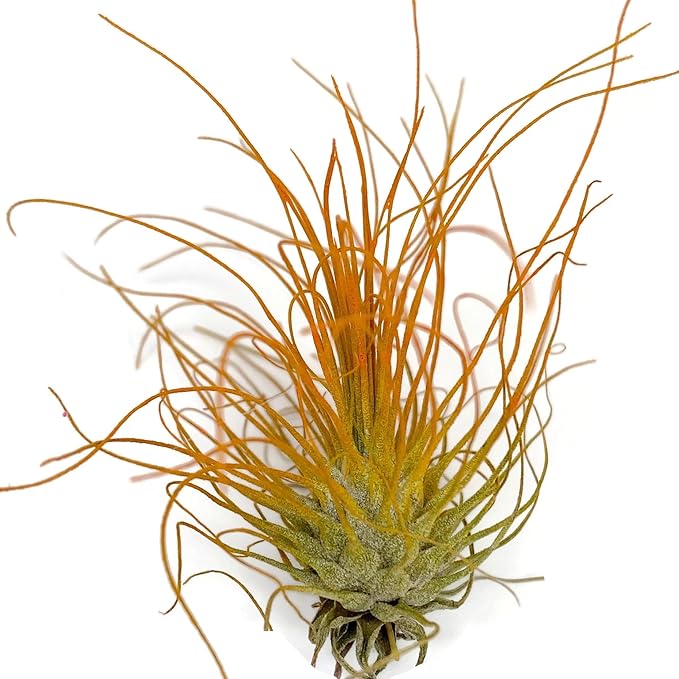 Thin Colored Air Plant, Live Tillandsia House Plant, Easy Care Indoor Outdoor, Great Gift, Healthy Arrival Guaranteed, (Orange)