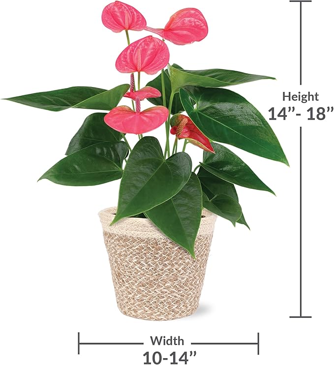 Green Circle Growers 5" Pink Anthurium in Cream Jute Pot, Live Indoor Plants, House Plant