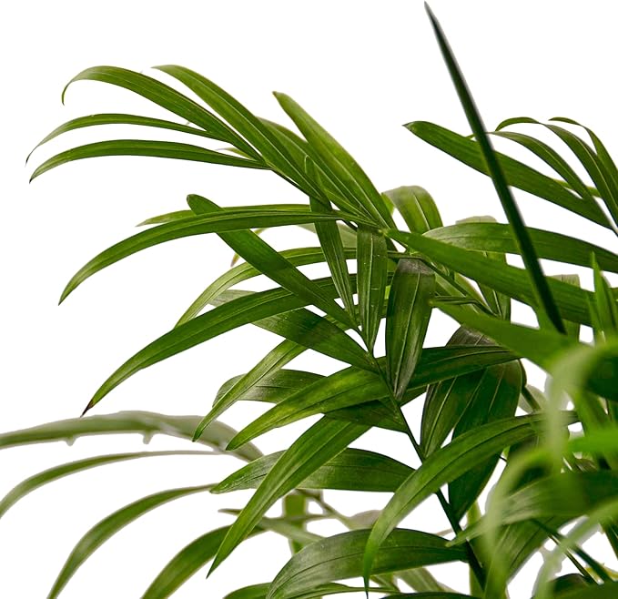 Parlor Palm Live Indoor Plant | Neanthebella Live Plant | Air Purifying Plant | Ship from CA in Nursey Pot | PET Friendly (Large Plant, 6" Pot)