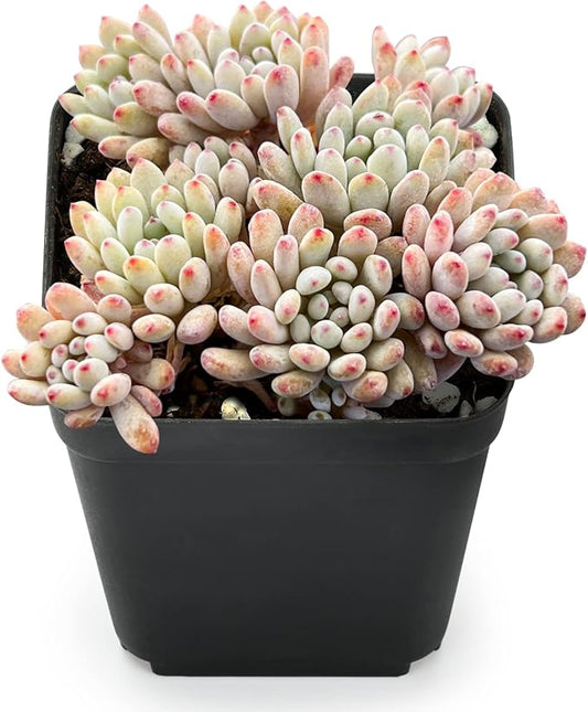 Sprout N Green Graptopetalum pachyphyllum Bluebean, Live Succulent Rooted in 2" Pot with Soil, Houseplant for Indoor Outdoor Home Office Wedding Decoration Party Favor, Easy to Care, Pet Friendly