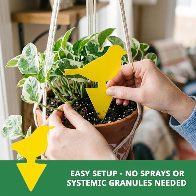 Kate's Home & Garden 36 Count Fruit Fly Traps for Indoors and House. Yellow Sticky Trap for Gnats, Mosquitos, Plants, Ants