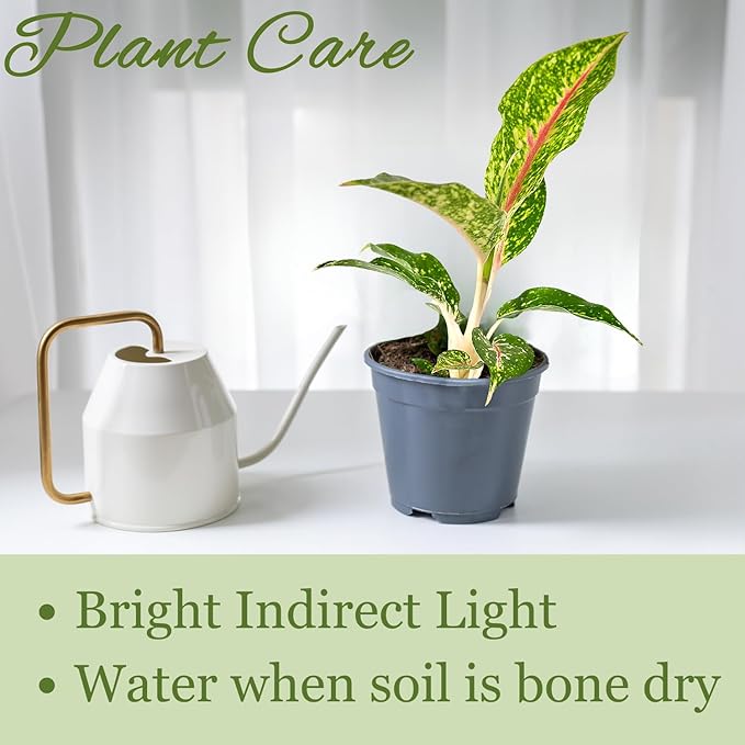 Aglaonema Night Sparkle Live Plant in 2" Pot Plants - Aglaonema Live Plant - Easy to Grow Air Purifying Indoor House Plants Flowers for Home Office Wedding Decor & Birthday Gift(Heat Pack Included)