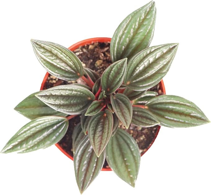 Peperomia Rosso - 4'' from California Tropicals