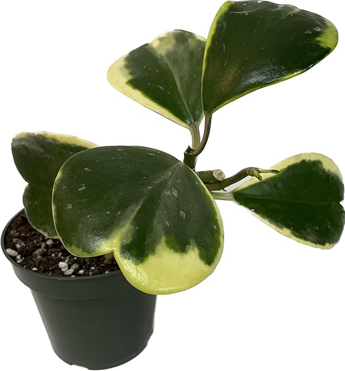 Variegated Hoya Kerrii - Hoya Plants Live Houseplant - Live Hoya Plant - Outer Variegated Hoya Kerrii - Plant Gift - Air Purifying Plant (4-6 Leaves Plant, 4" Pot)