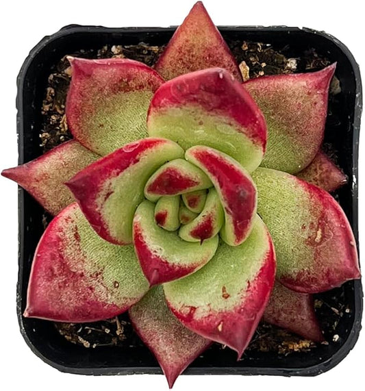Sprout N Green Echeveria Red Knight, Mini Live Red Ebony Succulent Fully Rooted in 2" Pot, House Plant for Indoor Outdoor Home Office Wedding Decoration Party Favor DIY Projects, Pets Friendly