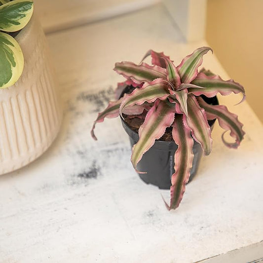 Plants for Pets Red Earth Star Cryptanthus in 3.5 Inch Grower Pot, Pet Friendly Plants, Air Purifying Plants Indoor Houseplants, Live Bromeliad, Easy Plant Gift, Dog & Cat Safe Houseplant