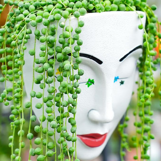 Sprout N Green String of Pearls, Live Succulent Fully Rooted in 2" Pot, Trailing Plant for Home Office Wedding Hanging Decor DIY Project Party Favor, Keep Away from Pets, Garden Beginners Friendly