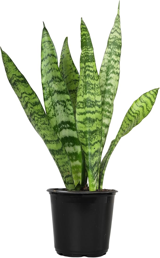 Altman Plants Live Snake Plant (Zeylanica), Approx. 13" Tall, Virtually Indestructible Easy Succulent Houseplant, 4 in Pot