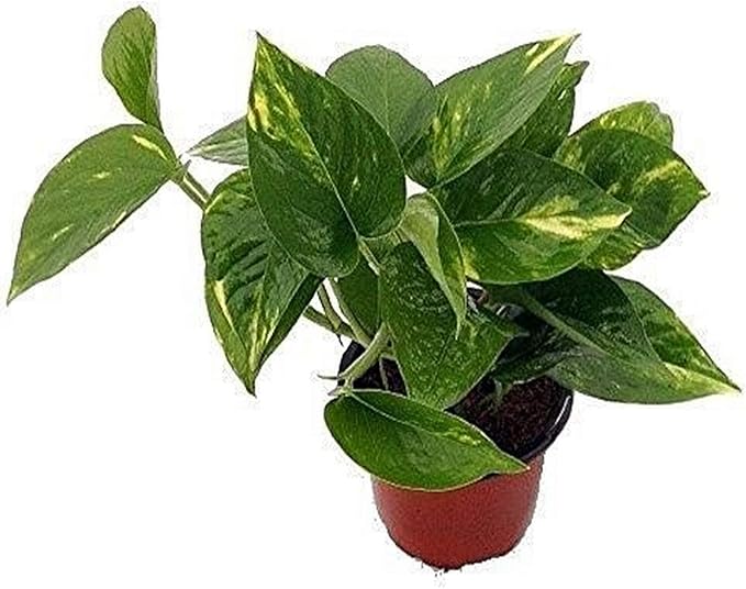 9GreenBox - Golden Devil's Ivy - Pothos - Epipremnum - 4" Pot - Very Easy to Grow Live Plant Ornament Decor for Home, Kitchen, Office, Table, Desk - Attracts Zen, Luck, Good Fortune - Non-GMO, Grown