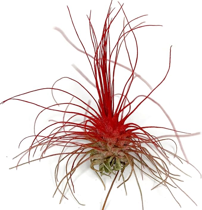Thin Colored Air Plant, Live Tillandsia House Plant, Easy Care Indoor Outdoor, Great Gift, Healthy Arrival Guaranteed, (Red)