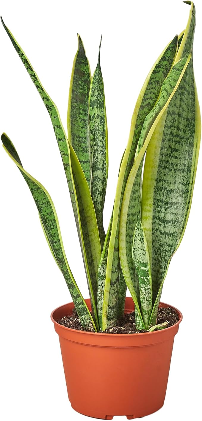 Live Snake Plant in Pot - Sansevieria trifasciata Laurentii - Fully Rooted Indoor House Plant in Pot - Mother in Law Tongue Sansevieria Plant - Best Air Purifying Plant - CA Seller