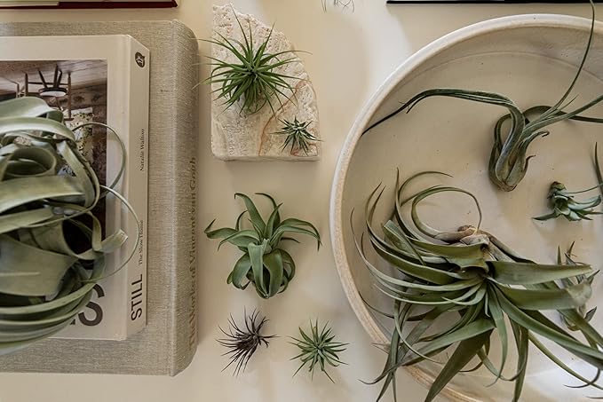 Air Plants - Tillandsia Variety Pack, Regular 1-3" - 5ct - Live Arrival Guaranteed - House Plants for Home Decor & Gift