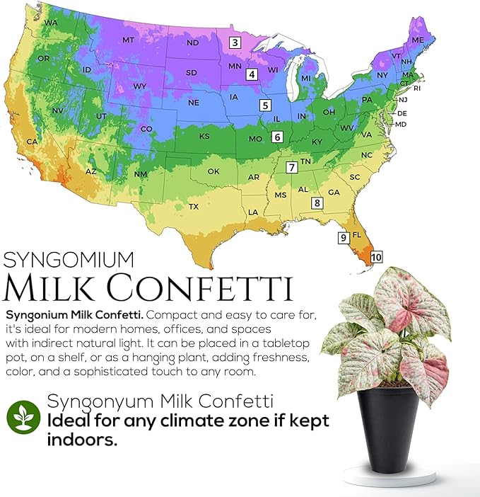 Syngonium Confetti Plant (4 Pack) Rare Live Starter Plants, Variegated Arrowhead Vine Houseplants, Easy Care Indoor Tropical Plants Live, Pink Foliage Houseplants