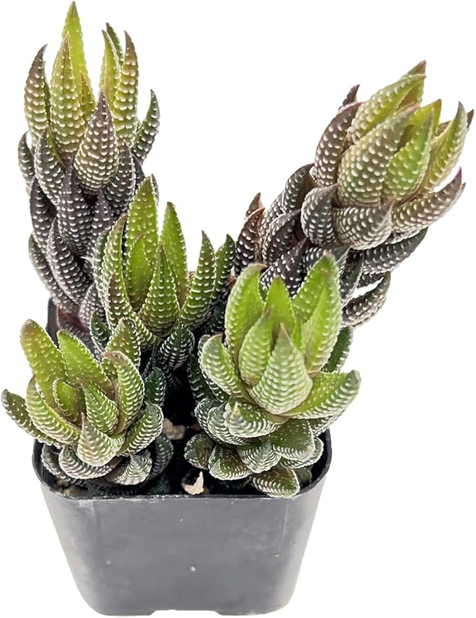 2" Live Succulent Zebra Haworthia, Mini Potted Succulents Plants, Easy Care Indoor Houseplant, Unique Gifts, Home Office Décor