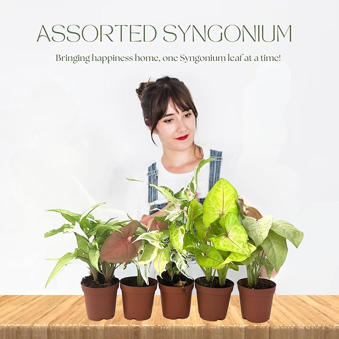 Syngonium Live Plant Assorted Starter Pack in 2" Pot - Easy to Grow Air Purifying Indoor House Plants Flowers for Home Office Wedding Decor & Birthday Gift (5) (Heat Pack Included)
