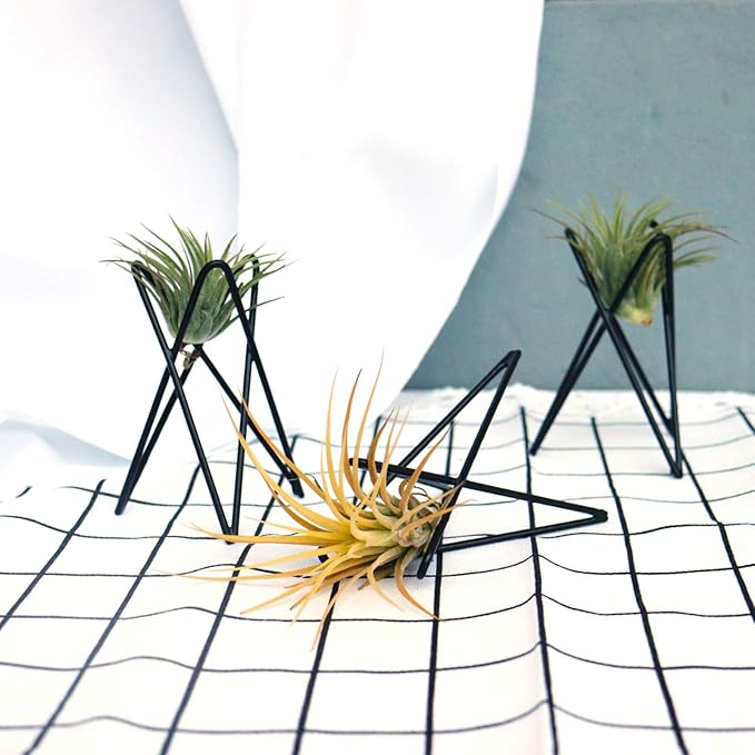Pack of 4 Air Plant Holder Tillandsia Base, Modern Geometric Metal Air Plant Stand Airplant Display Rack, Tabletop Big Streptophylla Plant Display Table Hand for Home Office Decoration Supplies
