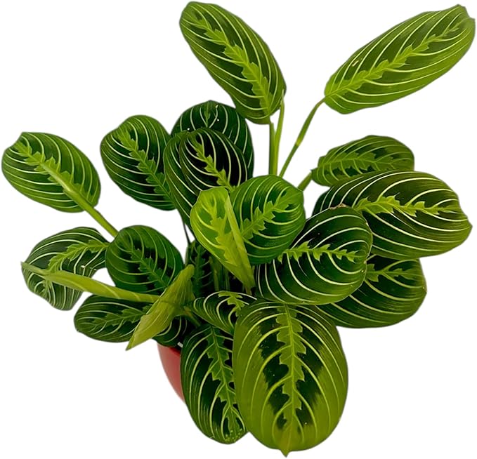 Live Plant, Lemon Lime Maranta Prayer Plant, Pet Friendly, Air Purifying Plant, Easy Care, Easy to Grow Live Indoor Plant, Houseplant, Rare Indoor Plant, Home Décor Pot (Red)