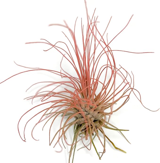Thin Colored Air Plant, Live Tillandsia House Plant, Easy Care Indoor Outdoor, Great Gift, Healthy Arrival Guaranteed, (Peach)