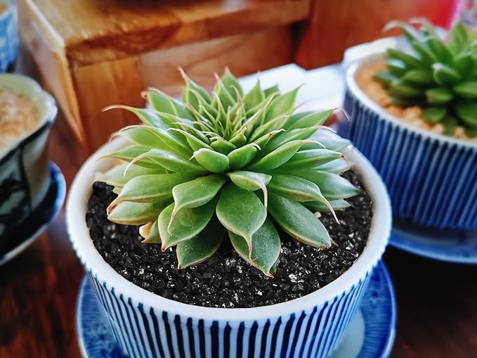 Boniosz 5lb Succulents and Cactus Black Sand, Décor & Additive Tiny Stones,DIY Rocks Gravel for Bonsai, Fairy Gardening, Terrarium, Vases Fillers