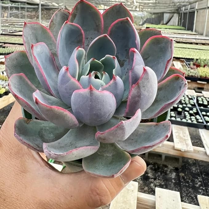 Live Succulent Plants Echeveria 'Herra', Easy Care Potted Succulents in 4" Pots, Indoor Houseplant, Unique Gifts, Home Office Décor