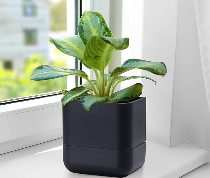 Phoenix Vine 6.5 Inch Wall Mounted Self-Watering Planter Pot for Indoor Houseplants and Herbs | Hanging Planter for Window Sills, Bathroom Walls, Home & Office Décor, Black, Set of 1, 01-C-E-1