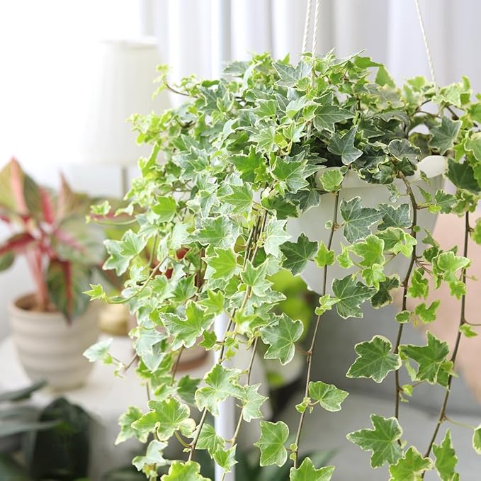 Glacier English Ivy (6 inch) - Air-Purifying Houseplants - 4/6 inch Unique Live Decorative Houseplants - Low-Maintenance Indoor Plants, House Warming Gift, Natural Air Purifier