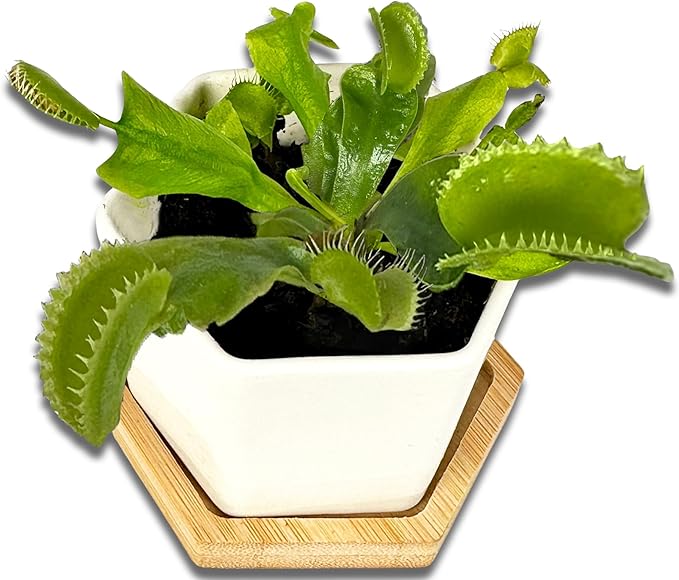 Venus Fly Trap Live Plant with 2.7" Modern White Hexagonal Ceramic Pot with Saucer + Venus Fly Trap Food, Feeding Tweezers, Carnivorous Plants Soil and Live Venus Flytrap