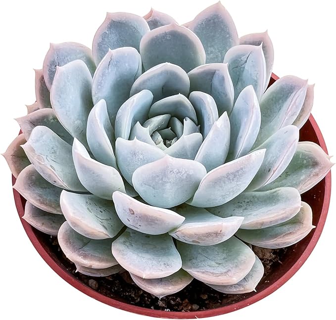Live Succulent Plants Echeveria 'Snowballes', Easy Care Potted Succulents in 4" Pots, Indoor Houseplant, Unique Gifts, Home Office Décor