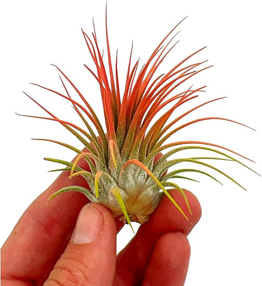 ragnaroc Air Plants - Tillandsia Ionantha, Regular 2-3" - 1ct - Organically Enhanced Color - Live Arrival Guaranteed - House Plants for Home Decor & Gift, Coral