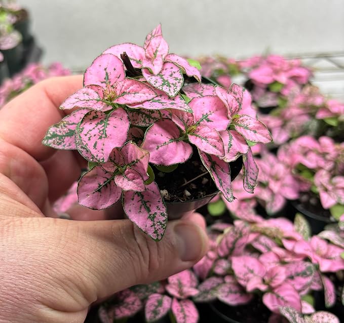 Hypoestes Splash Color Trio (Red, White, Pink Colors), Polka Dot Flamingo Plants, Live Potted House Plants Air Purifying, 3 Pack 2" Pots