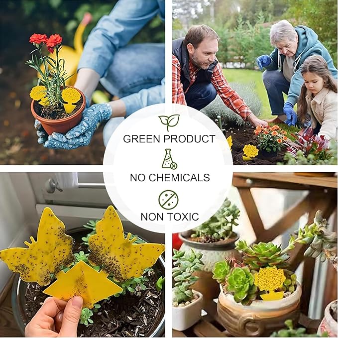 Fruit Fly Trap for Indoors Fungus Gnat Killer Indoor Sticky Traps for Mosquito and Flying Insects Yellow Sticky Paper Sheets 30 Pack Succulents