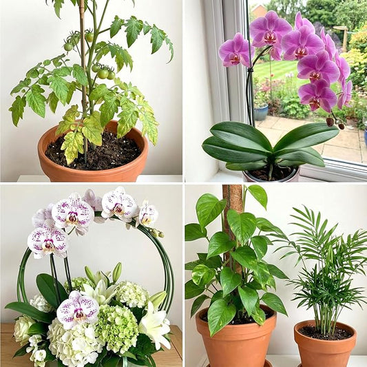 Nogeqi 10 Pack Orchid Stakes and Clips, Flexible Plant Support Stakes,11.8 Inch Plant Holder Stick for Garden,Plants Supports for Tomato Rose Outdoor Indoor Plants Professional Phalaenopsis