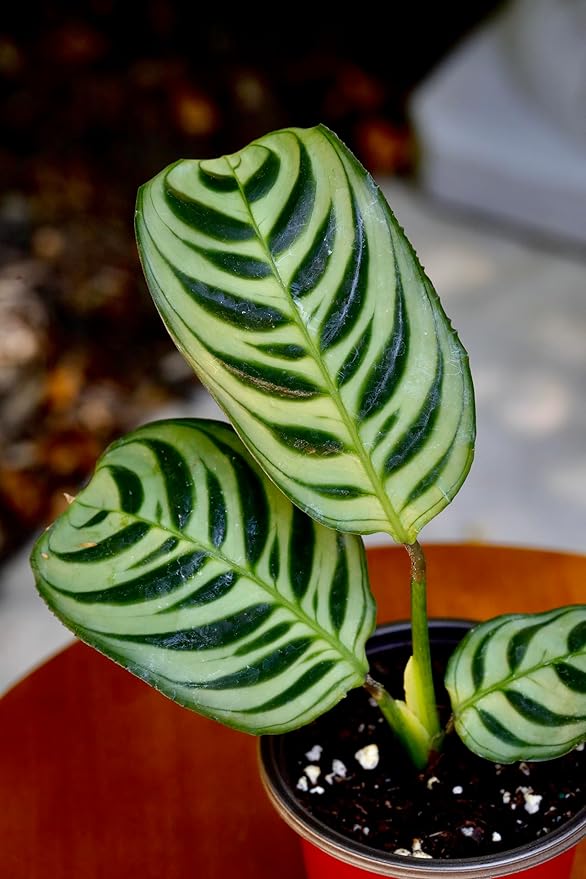 PLANTVERS Live Calathea Burle Marx in a 2" Nursery Pot - Indoor Houseplants - Low Light Office Plant - Air Purifier Plant