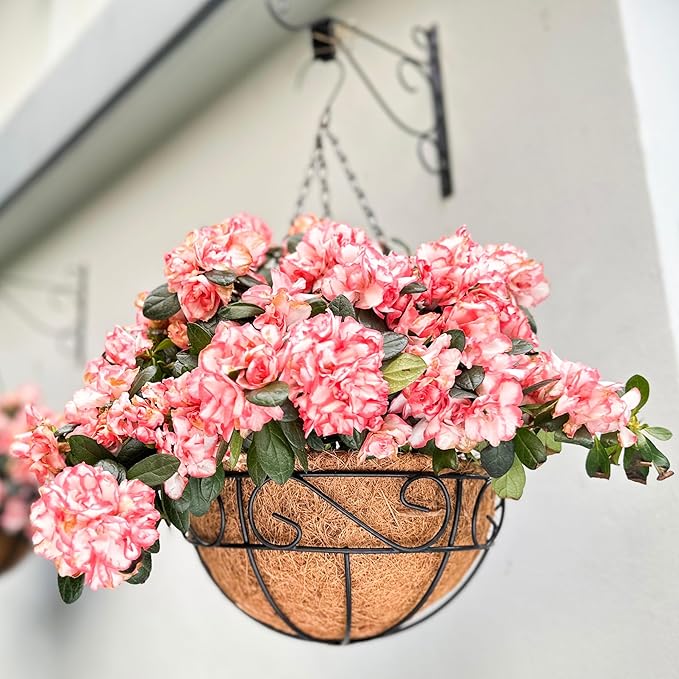 LaLaGreen Hanging Planter for Outdoor Plants (14 Inch, 4 Pack) Hanging Baskets with Coco Liner, Black Metal Wire Flower Basket Pots with Hook Hanger Balcony Porch Farmhouse Country Style Garden Decor